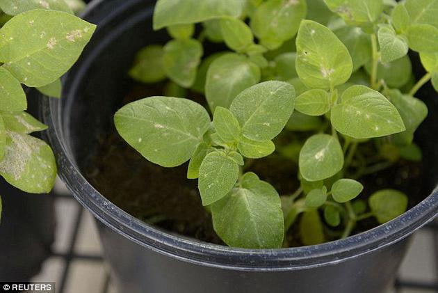 生物科技企业希望该技术能够避免传统转基因作物在消费者心目中留下的“怪物食物”的印象，但监管人员和全球消费者对该技术的接受程度目前还是个未知数。