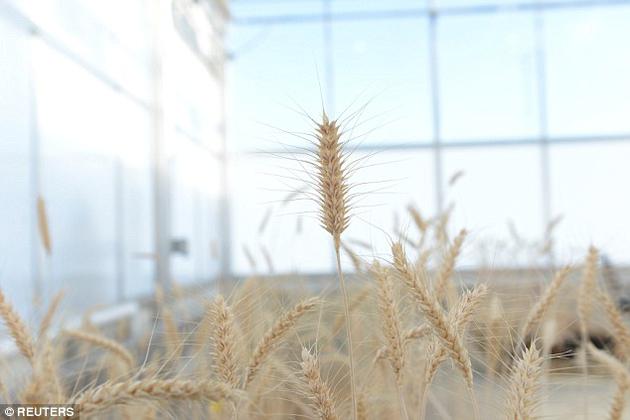 基因编辑技术以生物体内的特定基因为干涉目标，要么阻碍其产生不良特征，要么对其进行修改、使其朝着积极的方向变化。