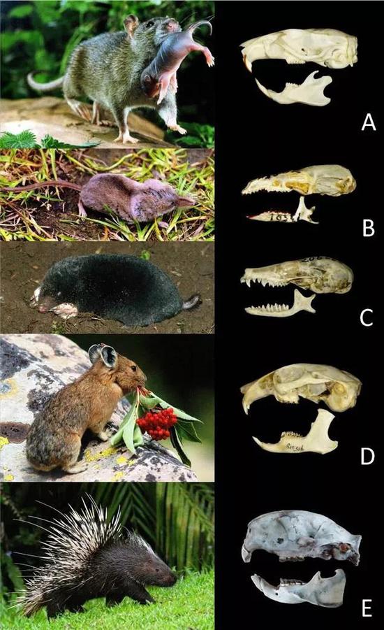 图2 褐家鼠（A）； 钱鼠（鼩鼱，B）　地鼠（鼹鼠，C）； 鸣声鼠（鼠兔，D）豪猪（E）