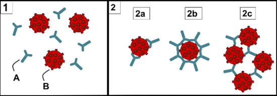  抗体（A）对抗原（B）的中和作用（2a，2b）和凝集作用（2c）（图片来源：维基百科）