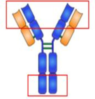 抗体结构示意图：“Y”型结构上半部分的两个枝丫（Fab段）是抗体能够与特定的抗原表面的抗原表位结合的关键，而下面的杆（Fc段）则是和很多免疫细胞结合并发挥功能的关键（图片来源：中国药科大学 @王慧老师课件）