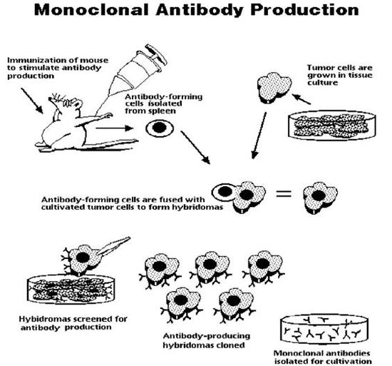 单克隆抗体的制备过程（图片来源：https：//www.researchgate.net/）