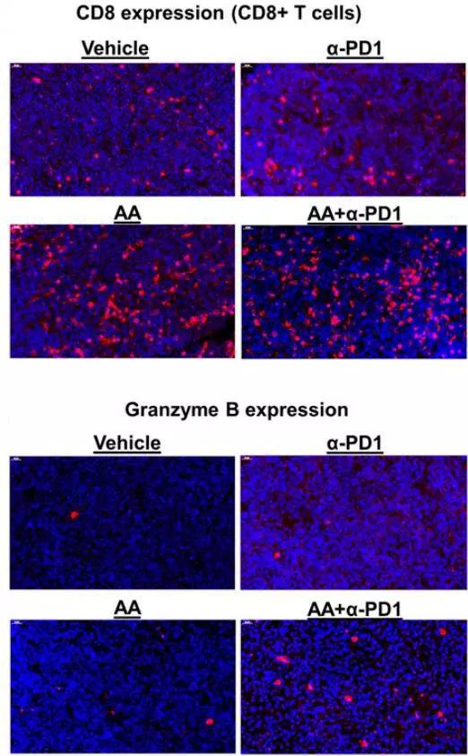 维生素C（AA）和PD-1抗体联合治疗，显著增加了肿瘤里CD8+T细胞的浸润和细胞毒性