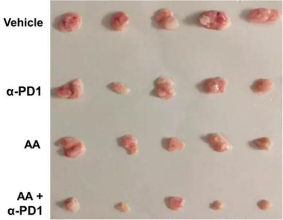  维生素C联合PD-1抗体显著减小了肿瘤